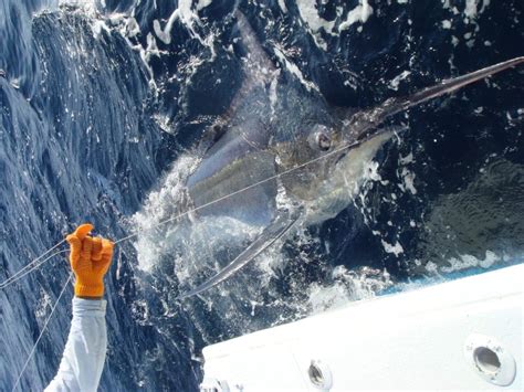 panama marlin fishing resort.